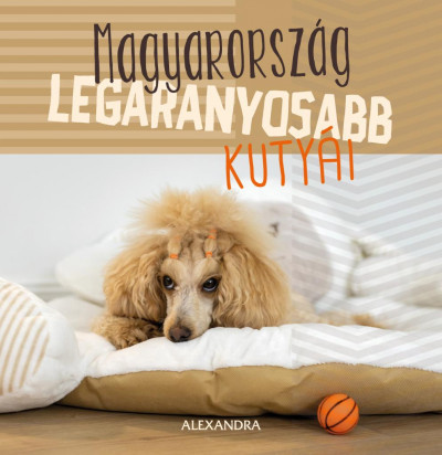 Magyarország legaranyosabb kutyái